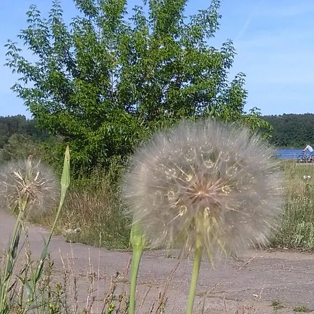 مزرعة للإقامة Agroturystyka U Grazynki