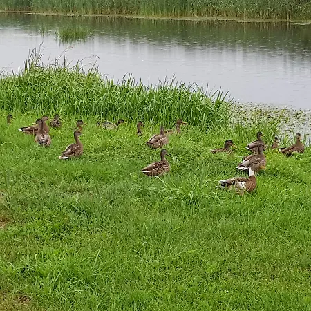 Agroturystyka U Grazynki مزرعة للإقامة