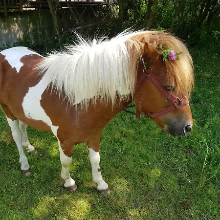 Agroturystyka U Grazynki مزرعة للإقامة *