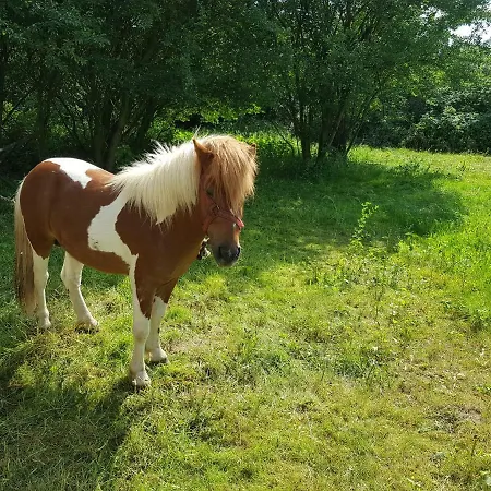 Agroturystyka U Grazynki مزرعة للإقامة Wieliszew