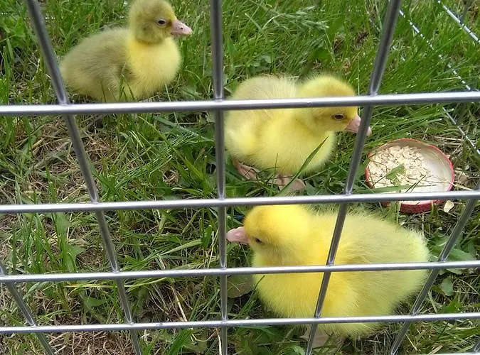 Agroturystyka U Grazynki Farm stay *