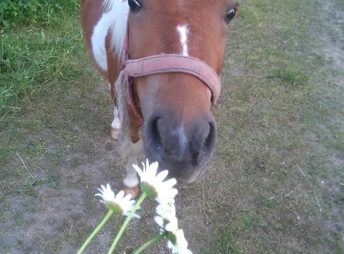 Agroturystyka U Grazynki Wieliszew
