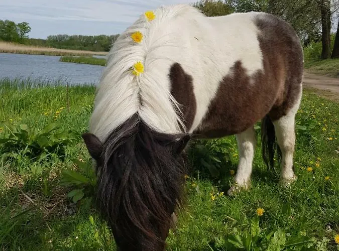 Agroturystyka U Grazynki Farm stay *