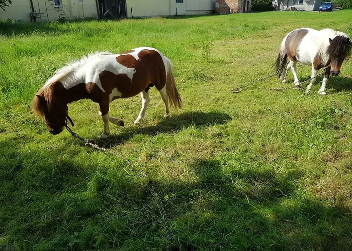 Agroturystyka U Grazynki Farm stay
