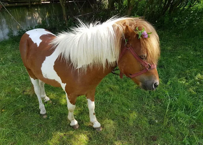 Agroturystyka U Grazynki Farm stay *