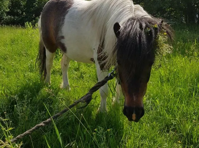 Farm stay Agroturystyka U Grazynki Wieliszew