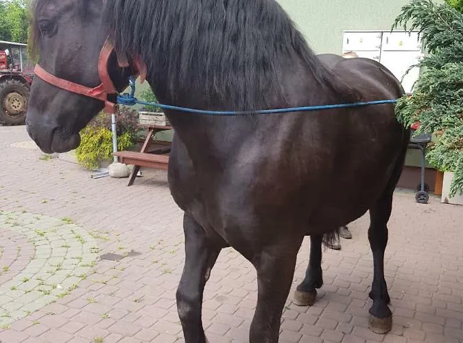 Agroturystyka U Grazynki Farm stay