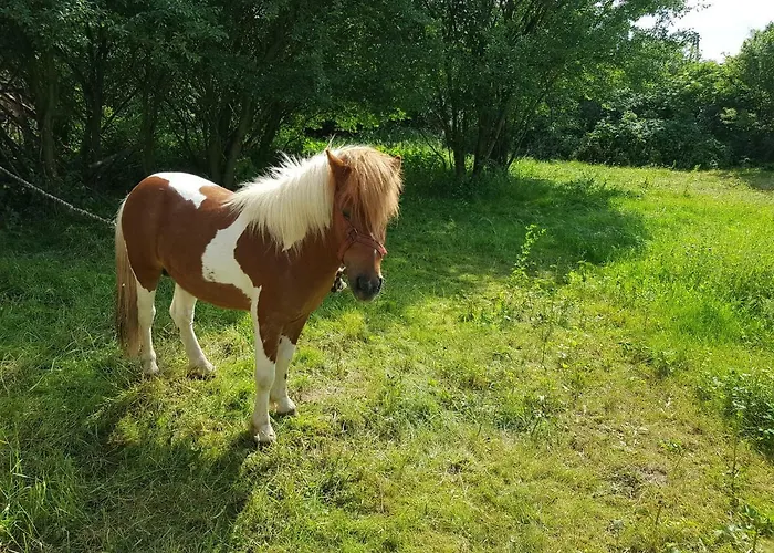 Agroturystyka U Grazynki Farm stay Wieliszew